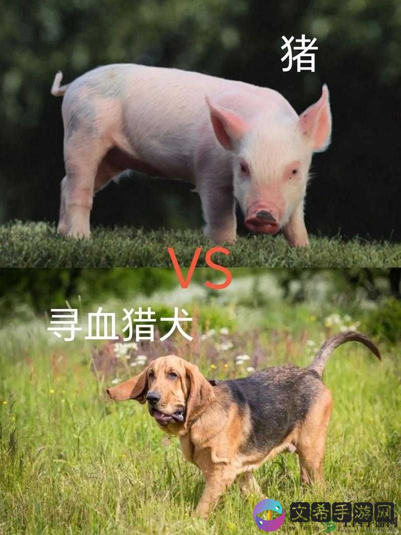 人 OR 猪 OR 狗最终还是被发现了：背后隐藏的故事令人震惊