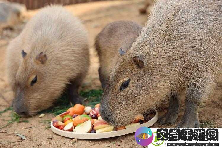 腹黑师兄的日常肉食动物不食草