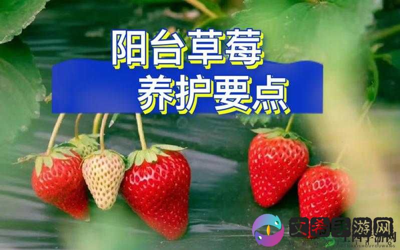 深夜释放自我，畅享草莓视频的独特魅力