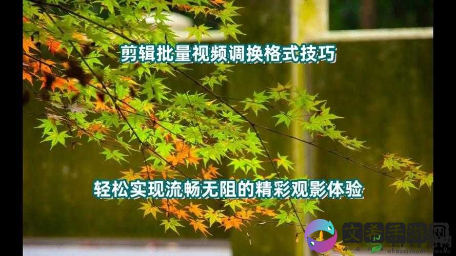 免费收黄台 APP，绿色纯净的观影体验：享受无尽精彩