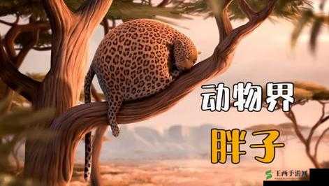 疯狂动物园里的奇迹，急速肥猪，胖得可爱快得惊人