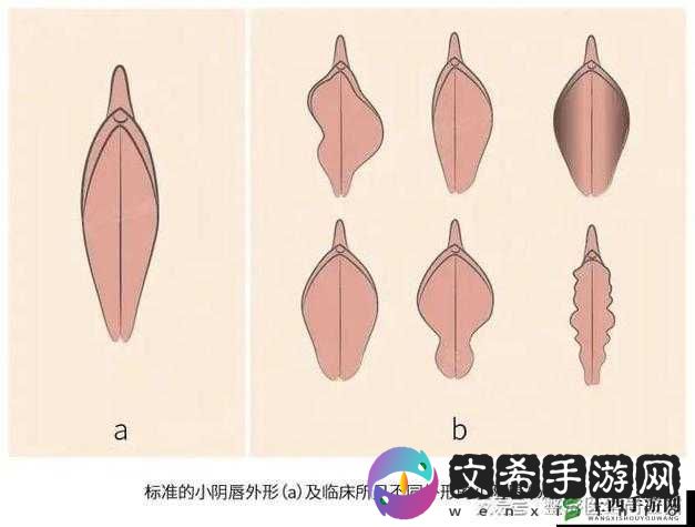 大陰蒂 BBwBBB 大陰唇的独特魅力